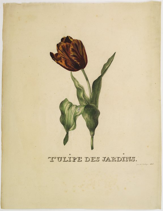 DELEHAYE,J.A., Tulipe des Jardins., antique map, old maps