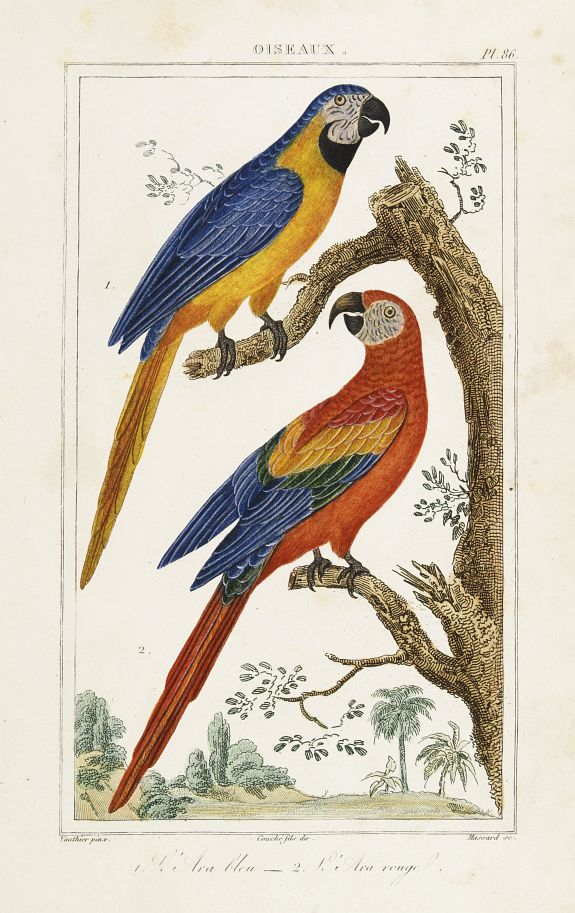 BUFFON, C., OISEAUX. 1. L'Ara bleu - 2. L'Ara rouge., antique map, old maps