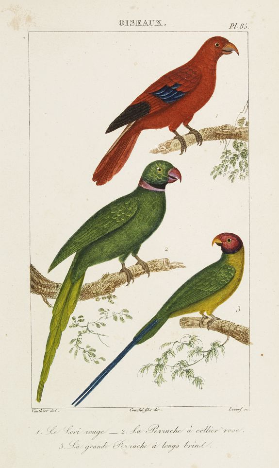 BUFFON, C., OISEAUX. 1. Le Lori rouge - 2. La Perruche à collier rose. - 3. La grande Perruche à longs trins., antique map, old maps