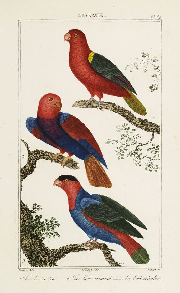 BUFFON, C., OISEAUX. 1. Le Lori noira - 2. Le Lori cramoisi. - 3. Le Lori tricolor., antique map, old maps
