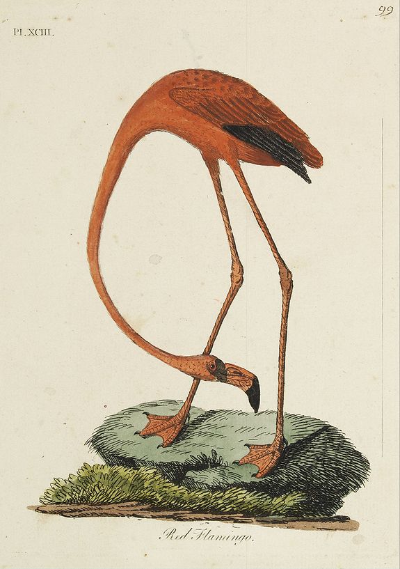 LATHAM, J.A., Red Flamingo., antique map, old maps