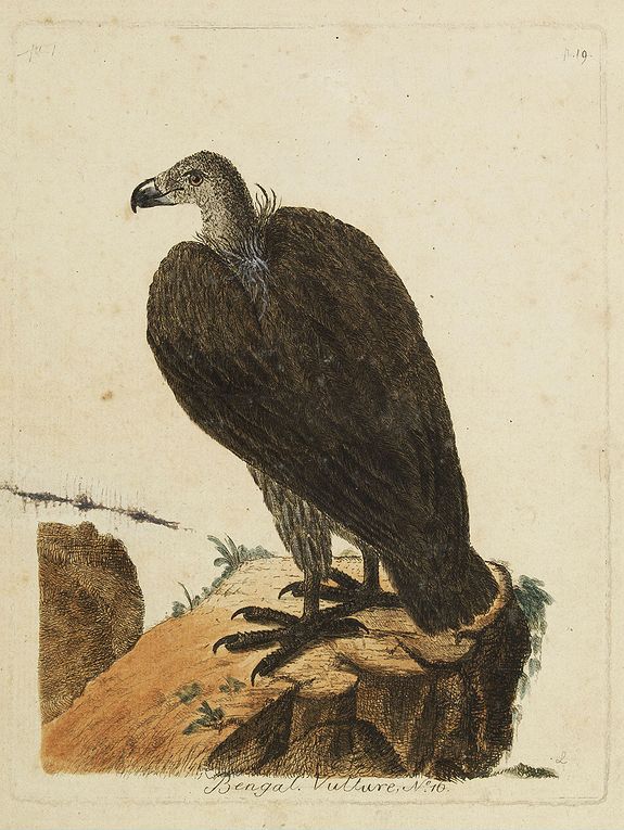 LATHAM, J.A., Bengal. Vulture, N.° 16., antique map, old maps