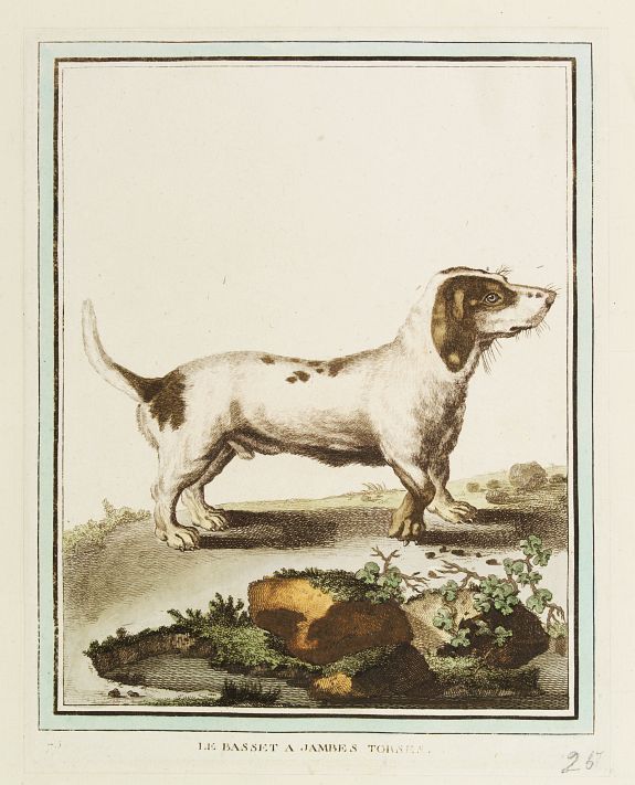 DE SÈVE, After Jacques (active 1742-1788), Le Basset A Jambes Torses., antique map, old maps