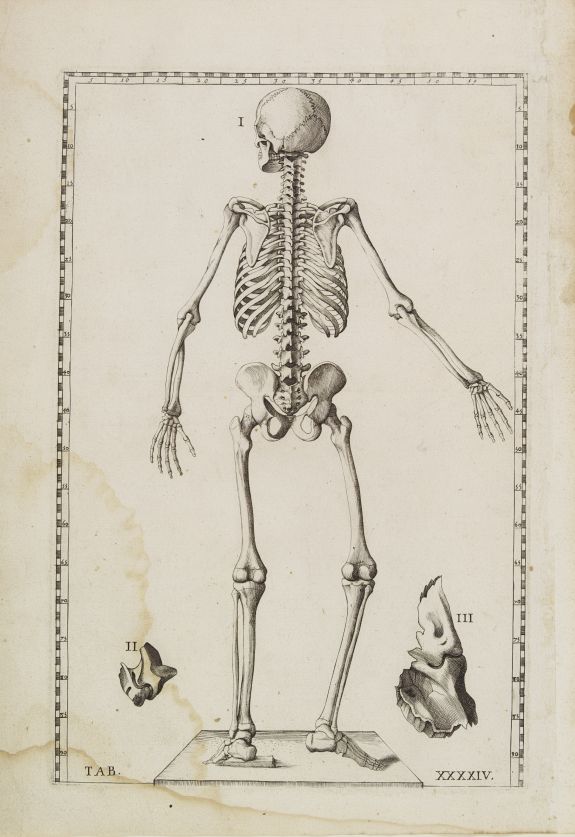 LANCISI, G.M., Anatomical print. TAB. XXXXIV., antique map, old maps