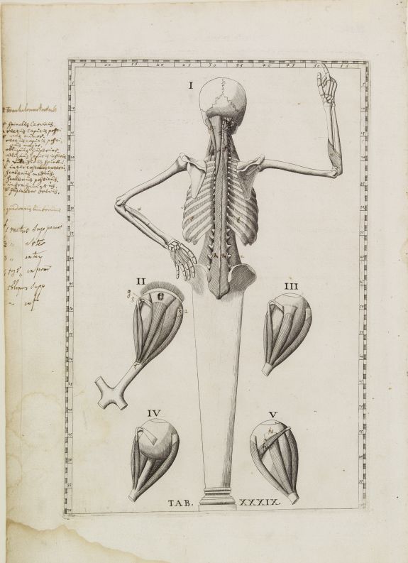 LANCISI, G.M., Anatomical print. TAB. XXXIX., antique map, old maps