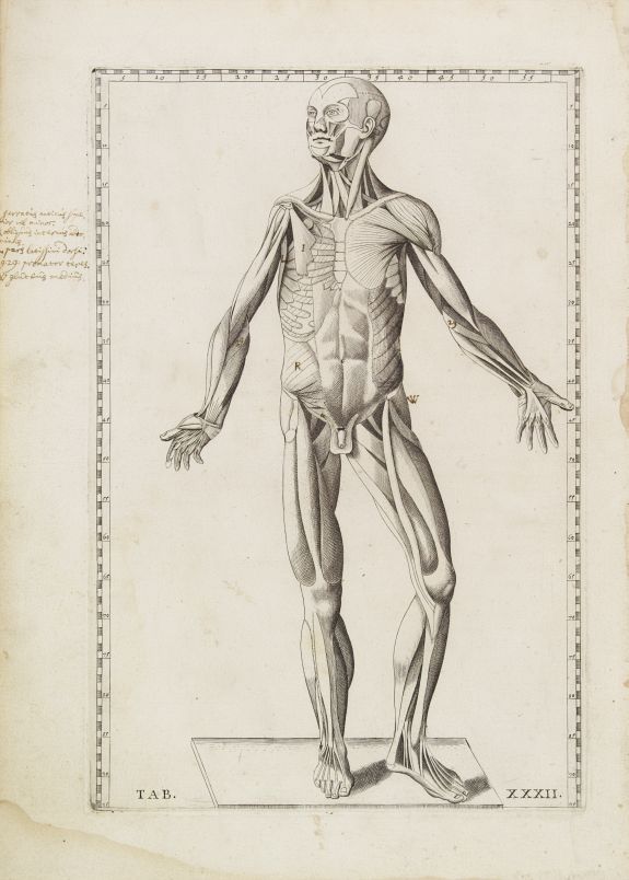 LANCISI, G.M., Anatomical print. TAB. XXXII., antique map, old maps
