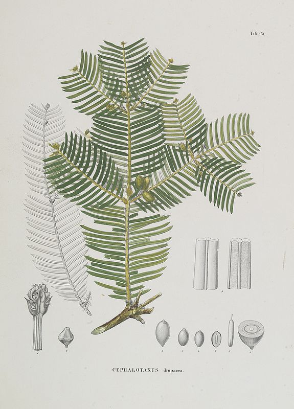 VON SIEBOLD, P.F., Cephalotaxus drupacea., antique map, old maps