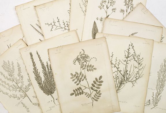 PALLAS, P.S., 12 engravings of botanical prints : Salicorna Foliata. . ., antique map, old maps