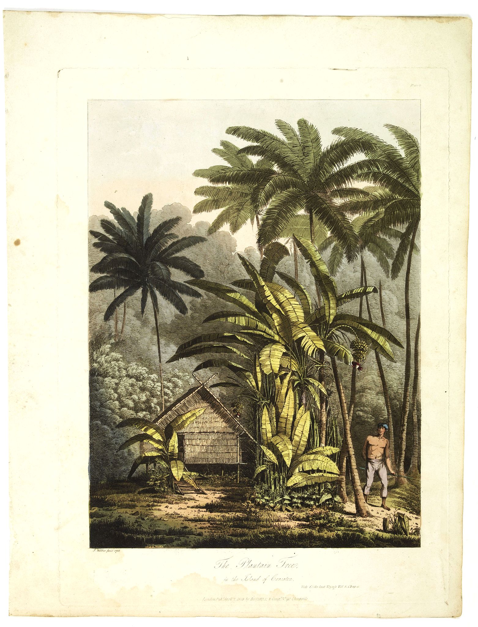 WEBBER, J., The plantain tree, in the island of Cracatoa., antique map, old maps