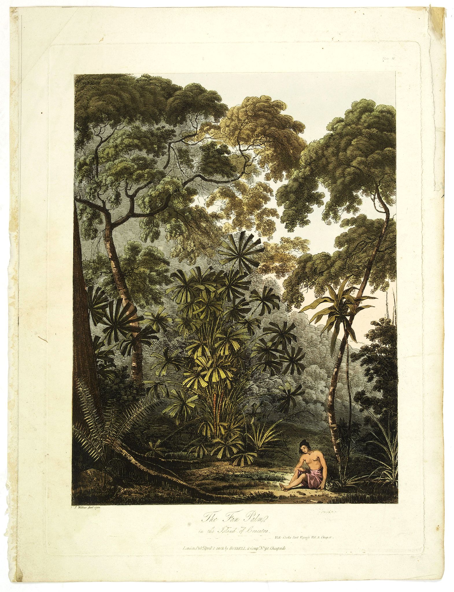 WEBBER, J., The Fan palm, in the island of Cracatoa., antique map, old maps