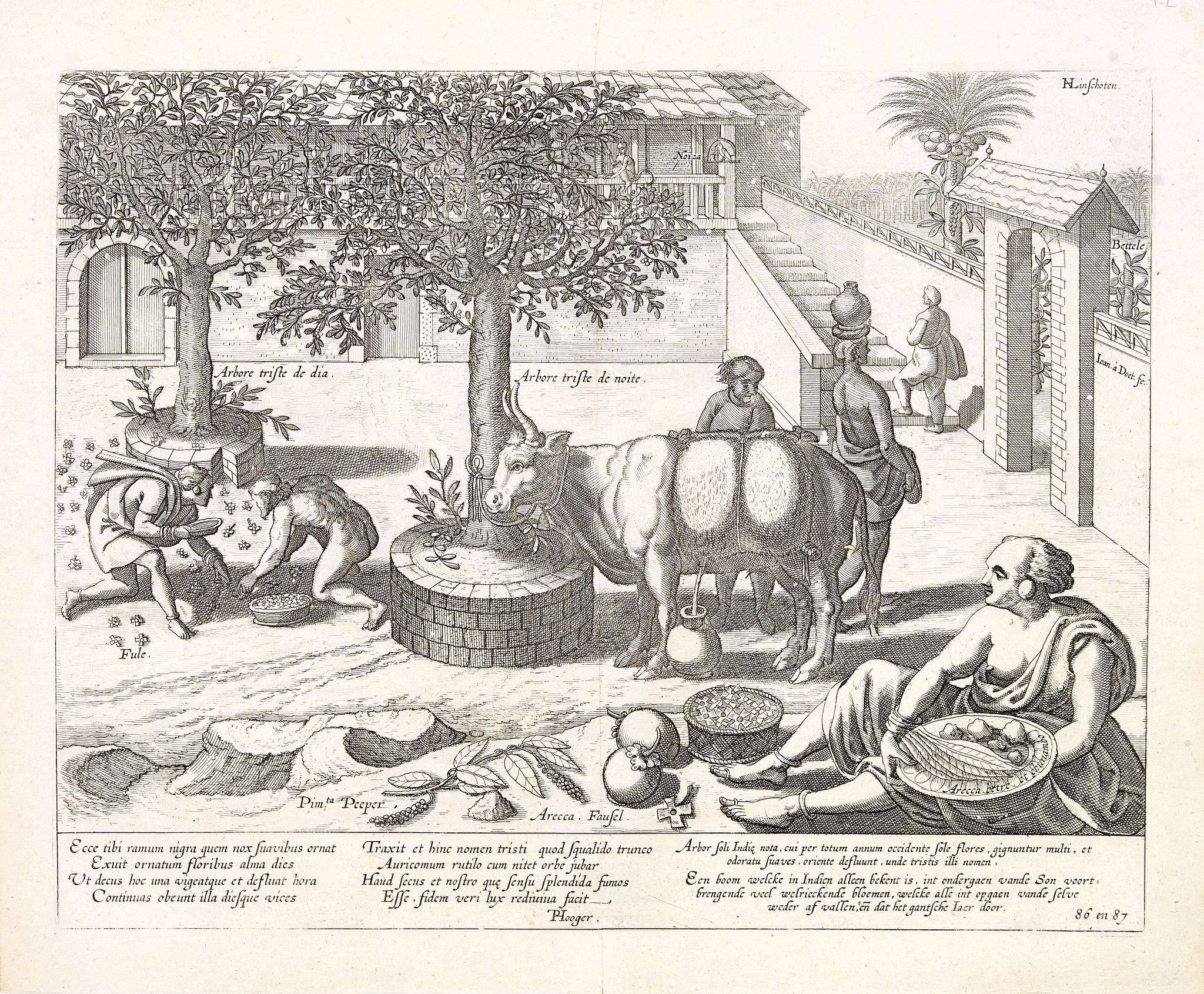 VAN LINSCHOTEN, J.H., Ecce tibi ramum nigra quem nox suavibus ornat. . ., antique map, old maps