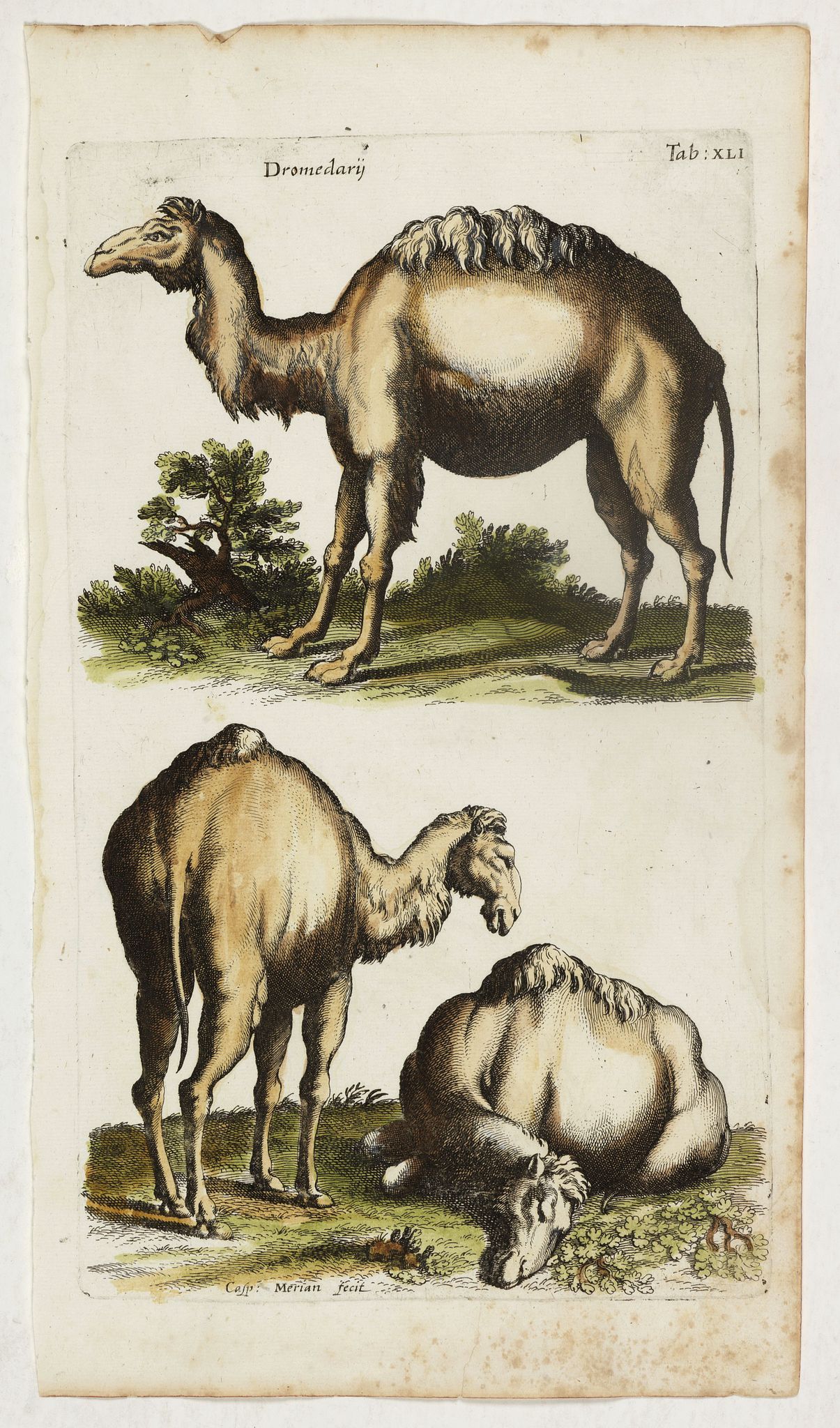 JONSTON, J., Dromedarij. (Dromedary), antique map, old maps