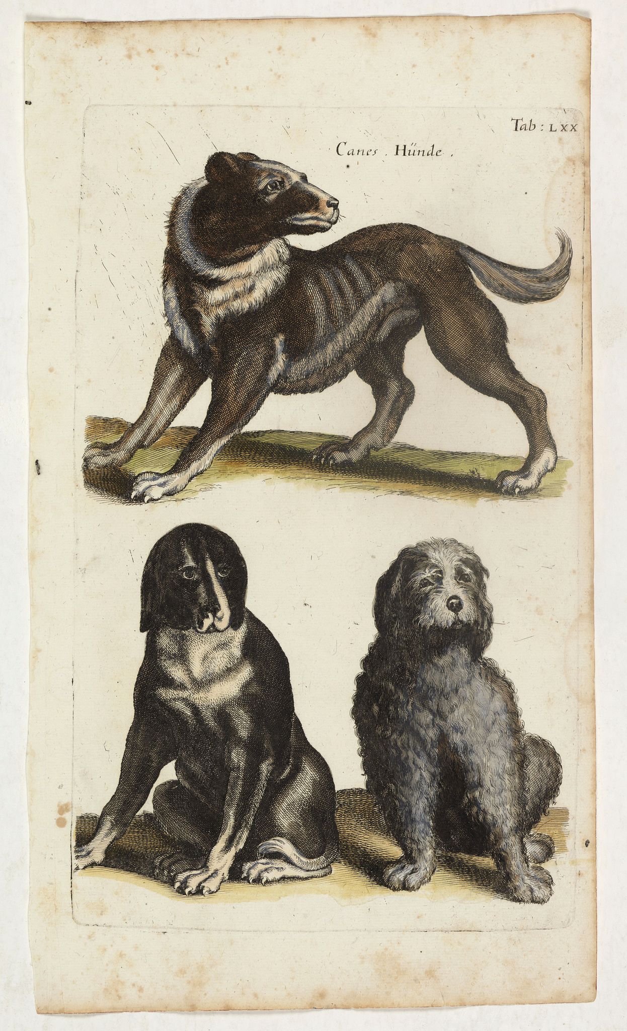 JONSTON, J., Canes Hünde. (Dogs), antique map, old maps