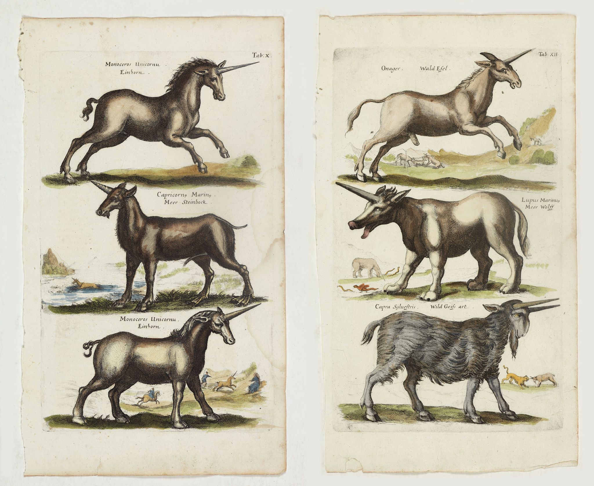 JONSTON, J., Unicornu (Two plates showing Unicorns, etc.), antique map, old maps