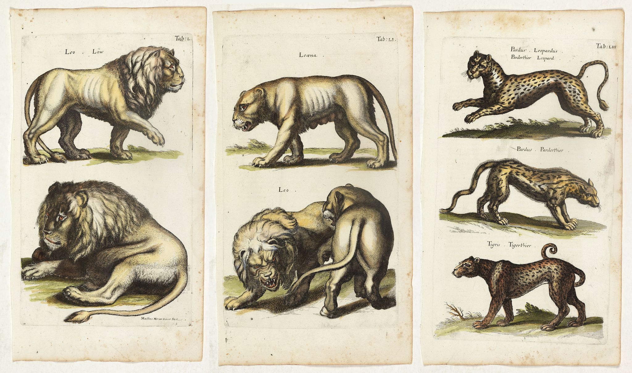 JONSTON, J., (Three plates showing tigers, leopards, lion, etc, etc.), antique map, old maps
