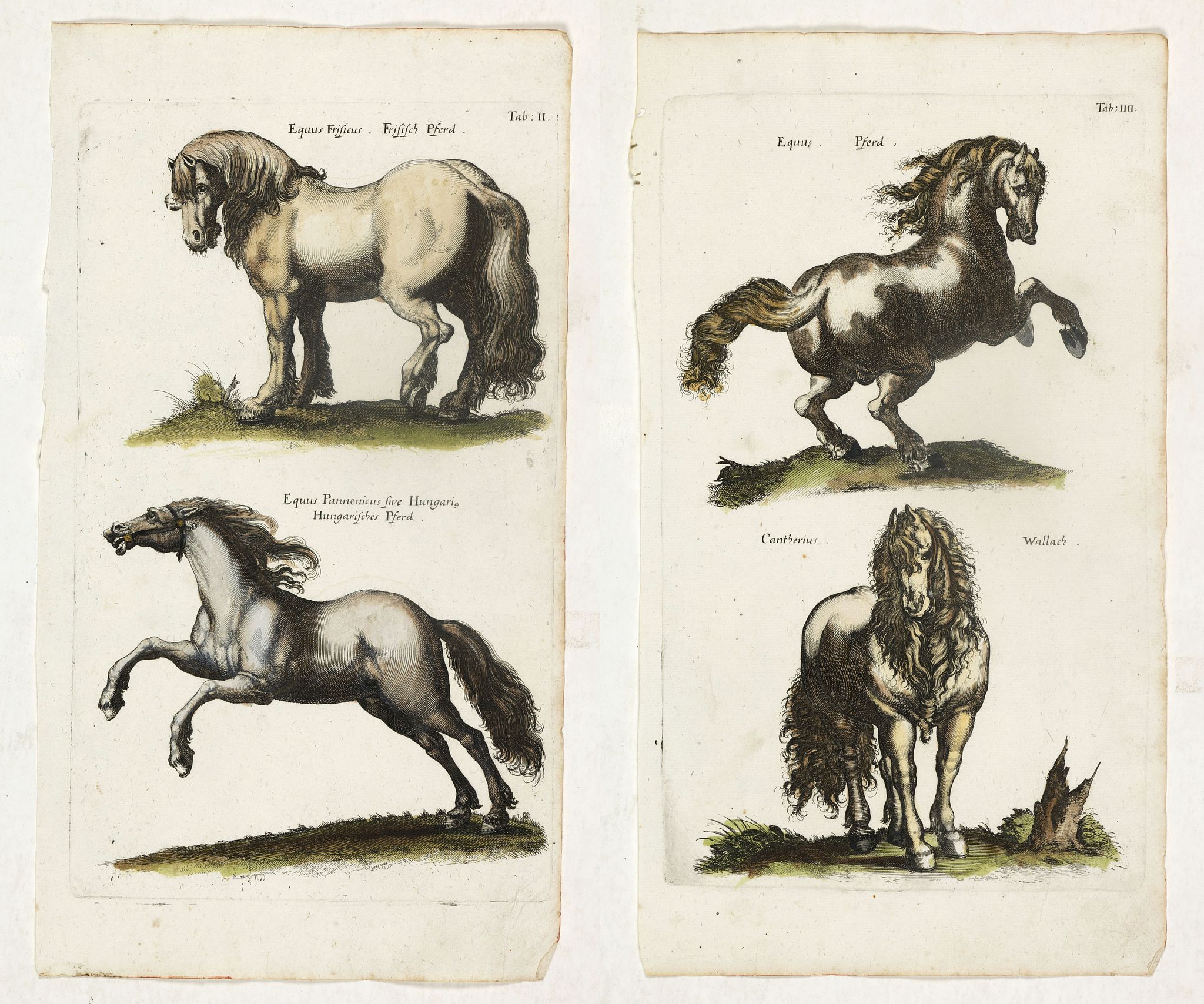 JONSTON, J., (Two plates showing horses.), antique map, old maps