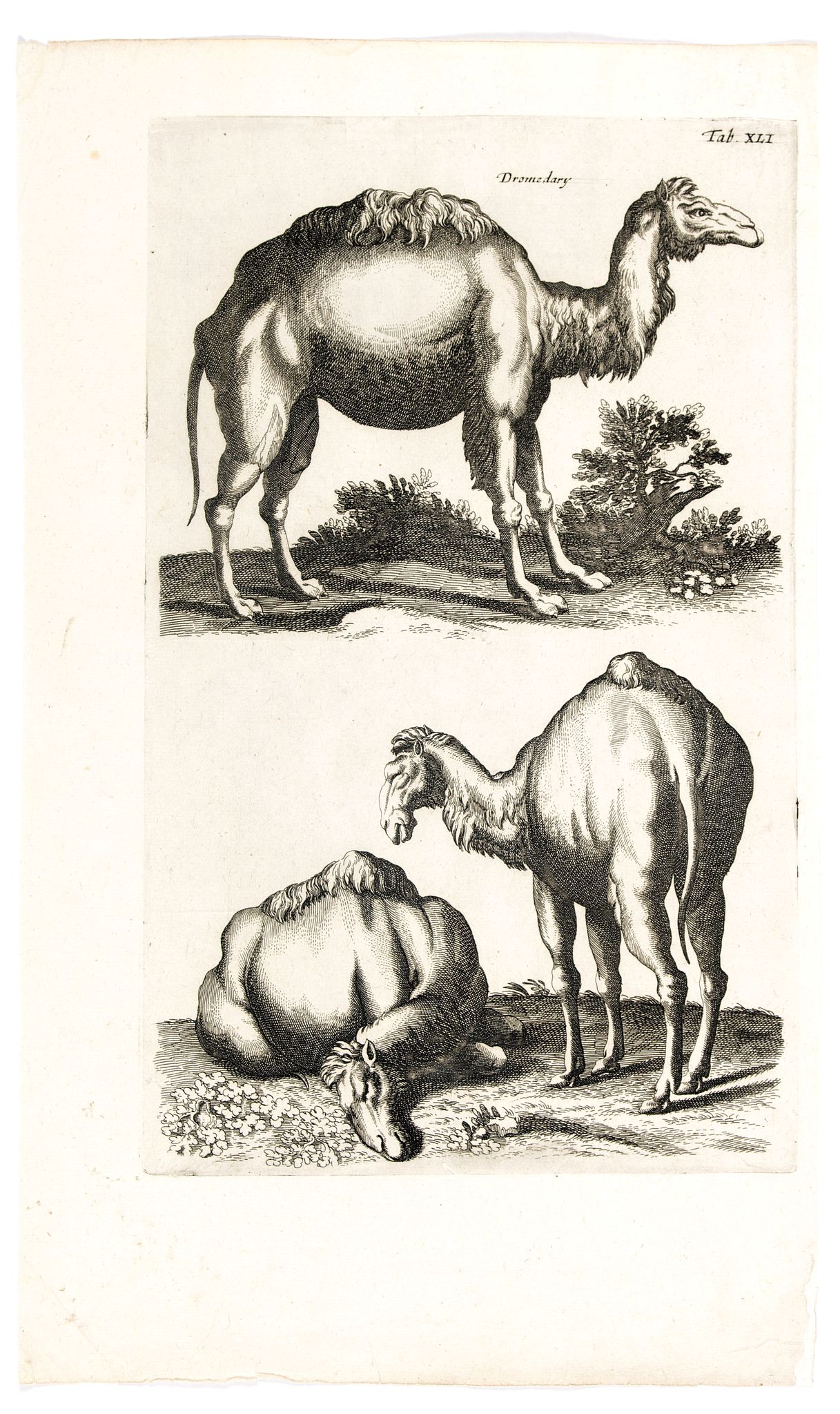 JONSTON, J., Dromedary., antique map, old maps