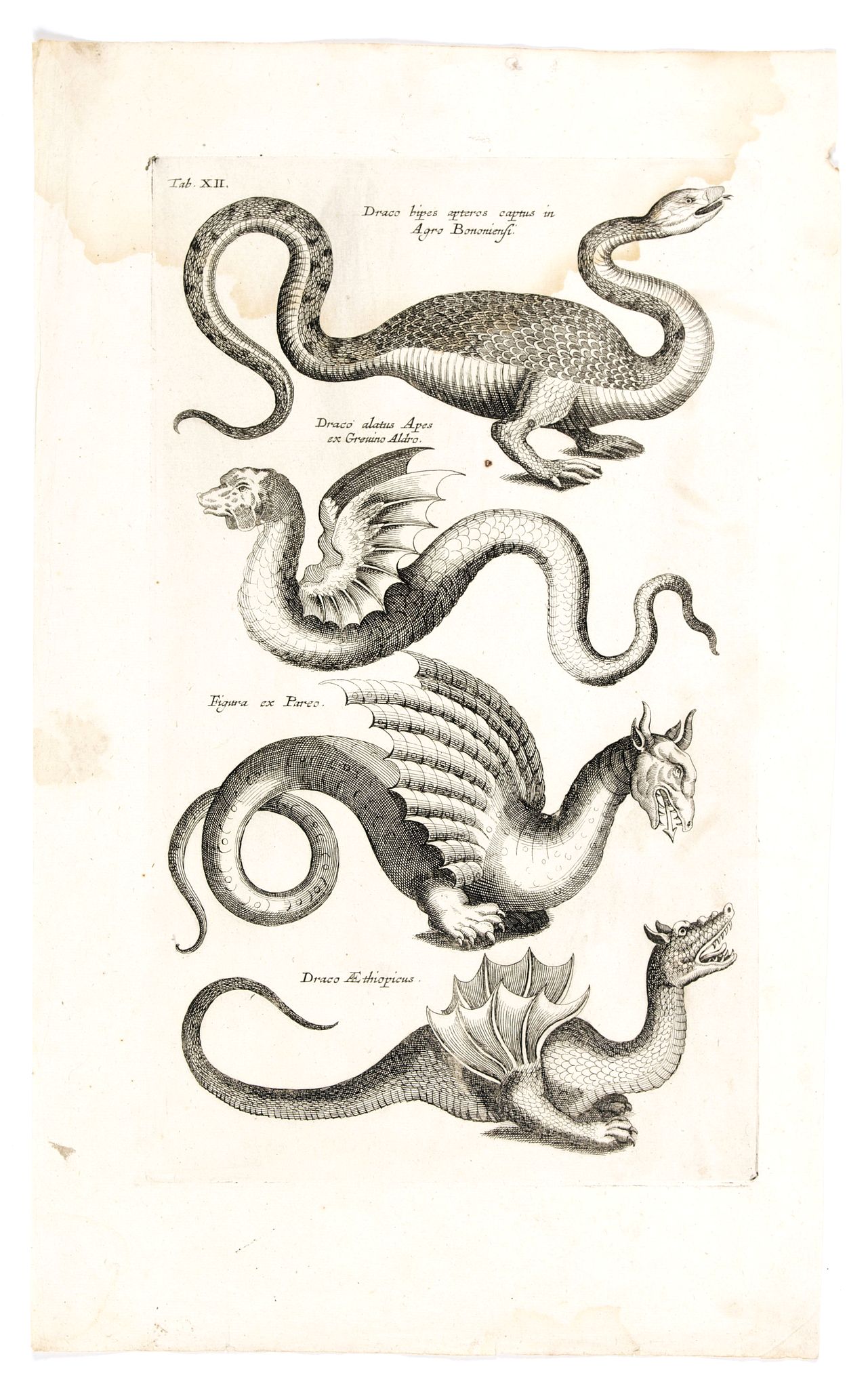 JONSTON, J., Draco hipes apteros in Agro Bononiensi. . . ., antique map, old maps