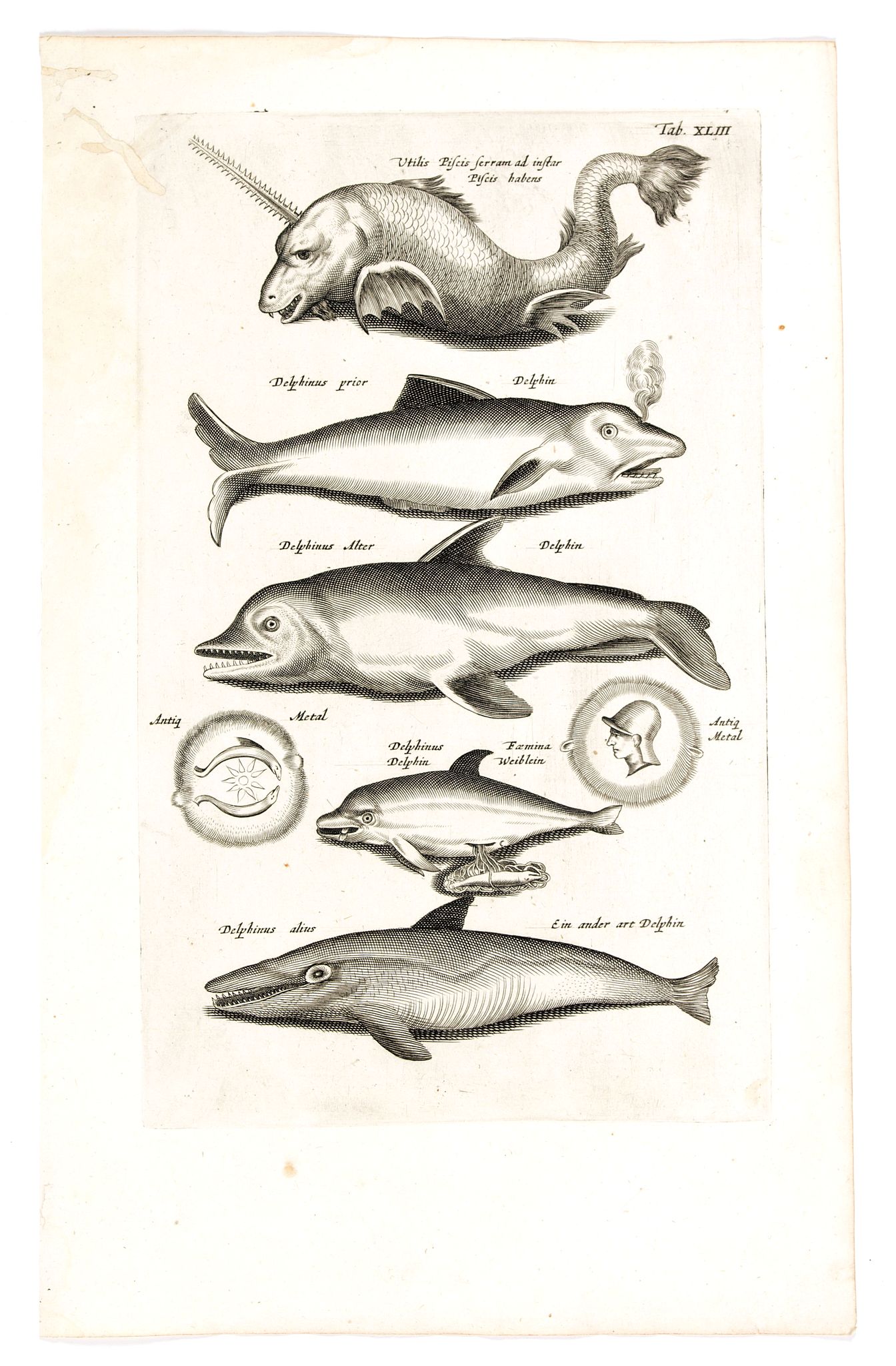 JONSTON, J., Utilis Piscis serram ad instar Picis habens. Delphinus prior, Delphin. . ., antique map, old maps