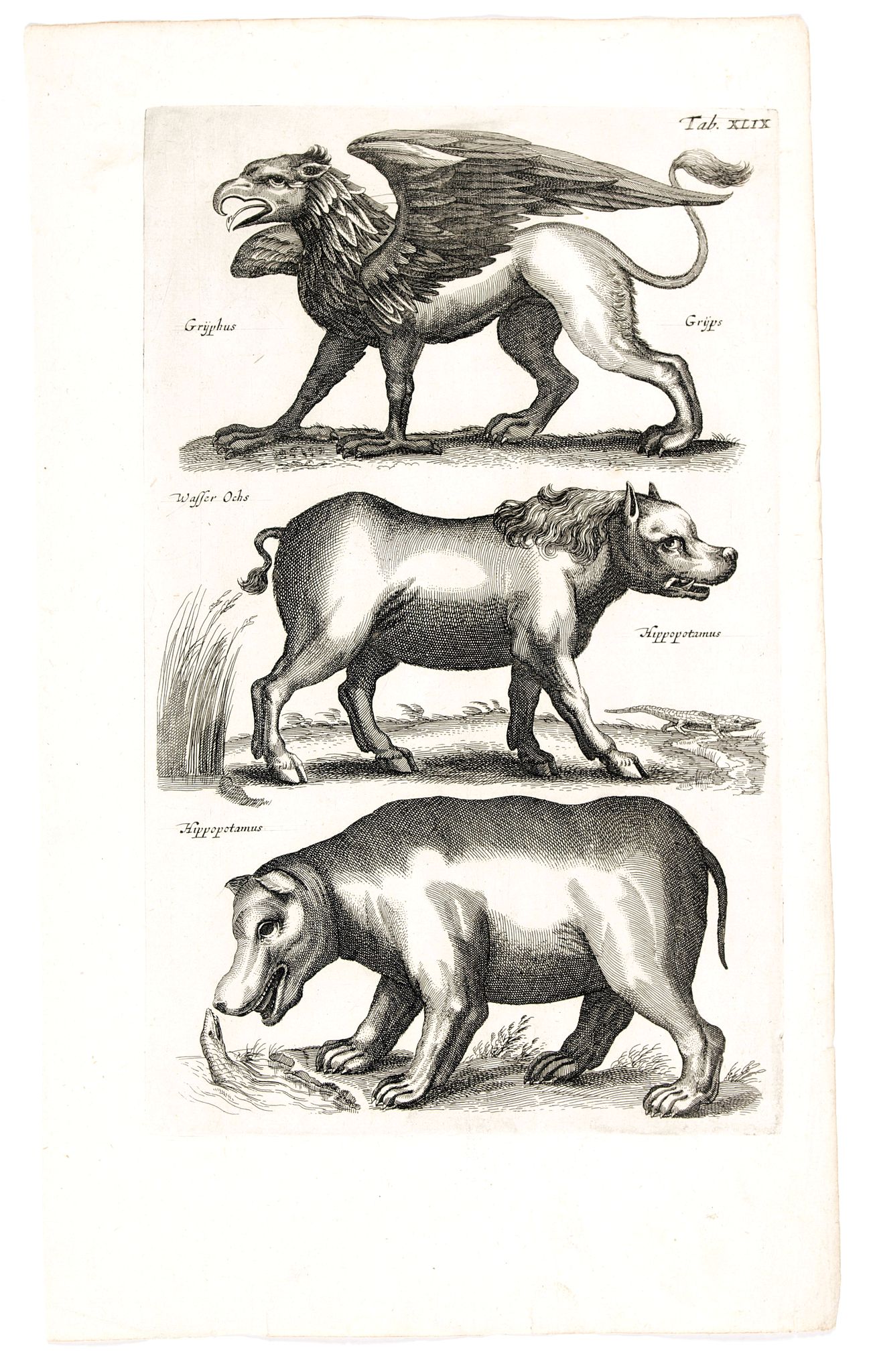 JONSTON, J., Grijphus, Grijps, Hippopotanus. . ., antique map, old maps