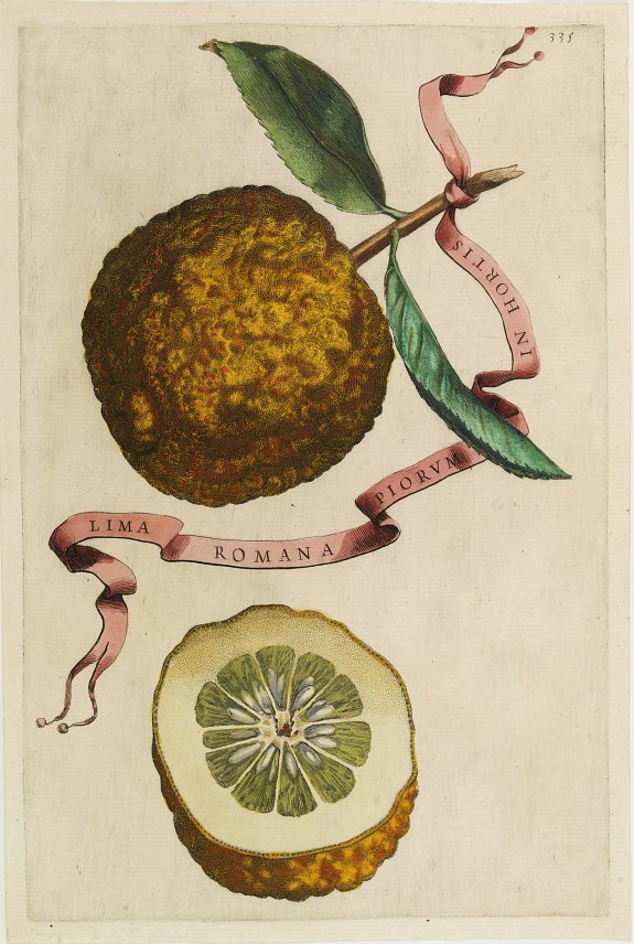 FERRARI, G. B., Lima Romana Piorum In Hortis., antique map, old maps