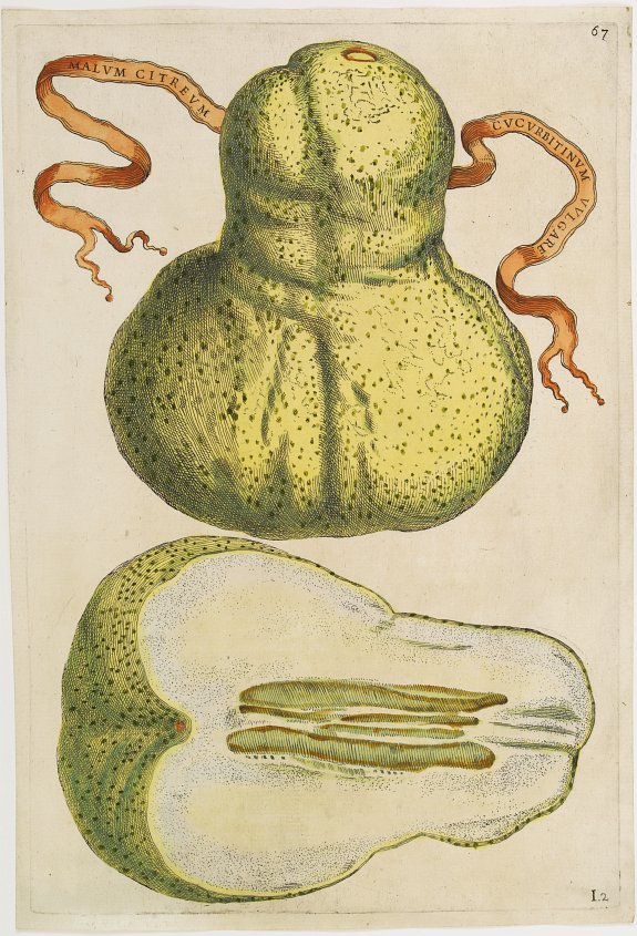 FERRARI, G. B., Malum Citreum Cucurbitinum Vulgare, antique map, old maps