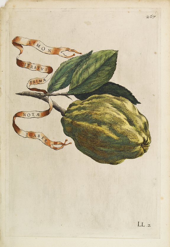 FERRARI, G. B., Limon Citratus Primae Notae Scaber., antique map, old maps