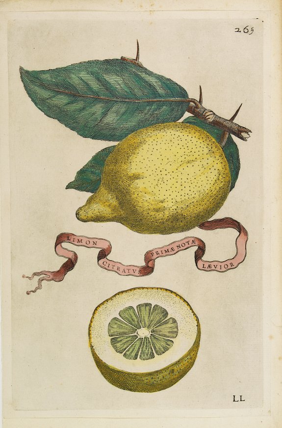 FERRARI, G. B., Limon Citratus Primae Notae Laevior., antique map, old maps