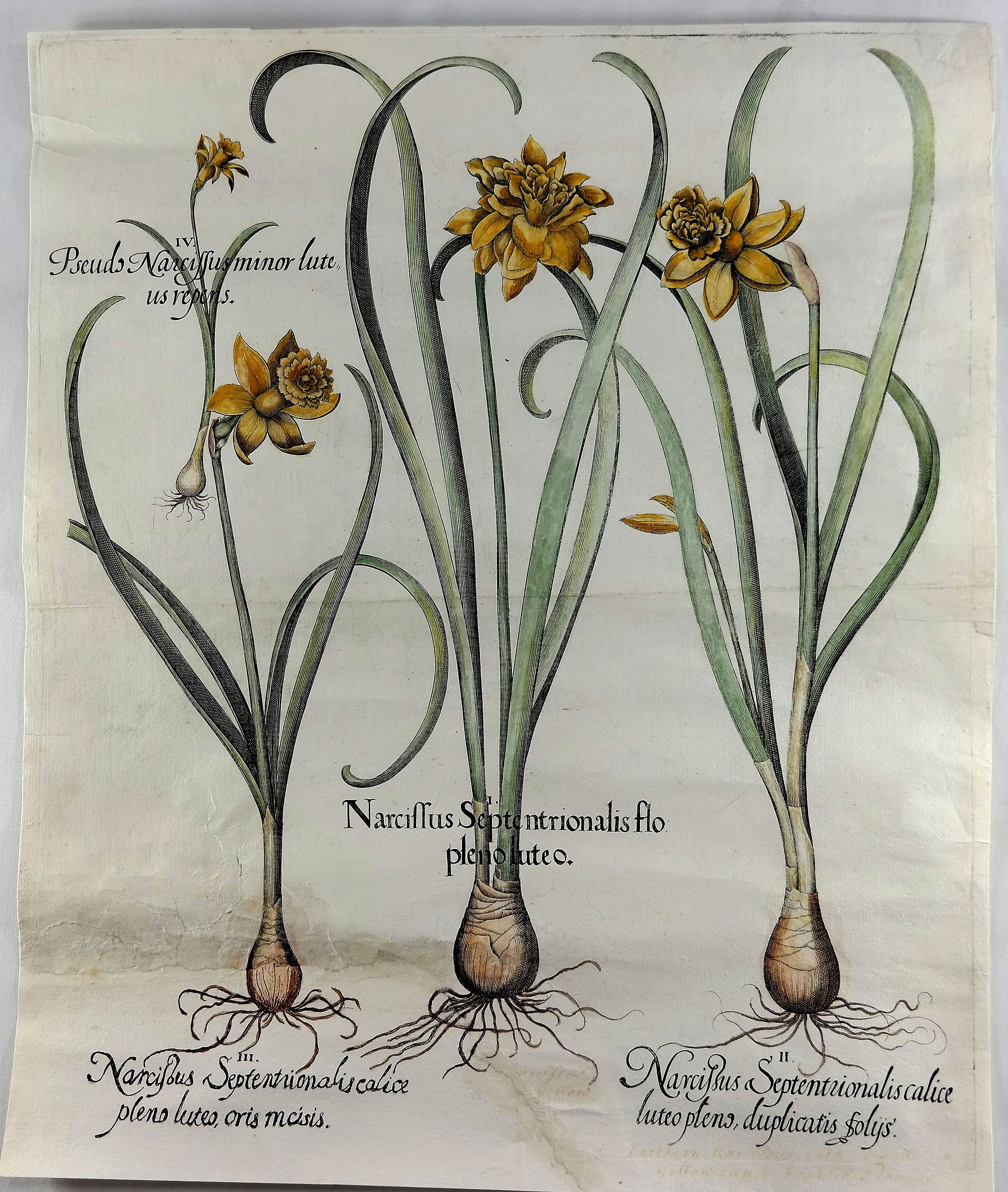 BESLER, B., Narcissus Septentrionalis Flo Pleno Luteo. . ., antique map, old maps
