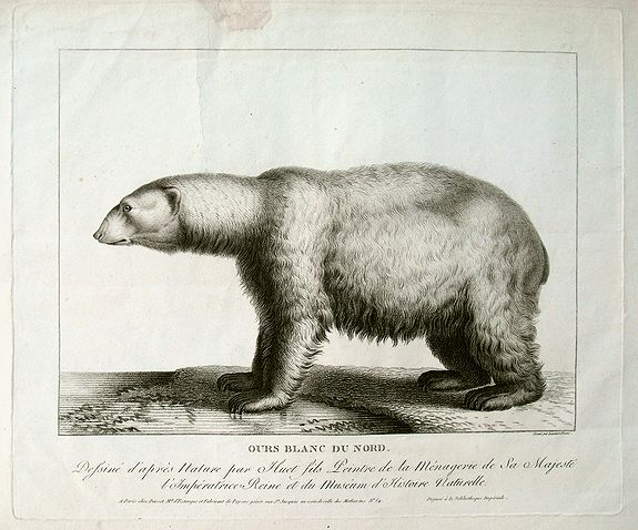 HUET, J-B., Ours blanc du nord. Dessine d'apres nature par Huet fils peintre de la menagerie de sa majeste. . ., antique map, old maps