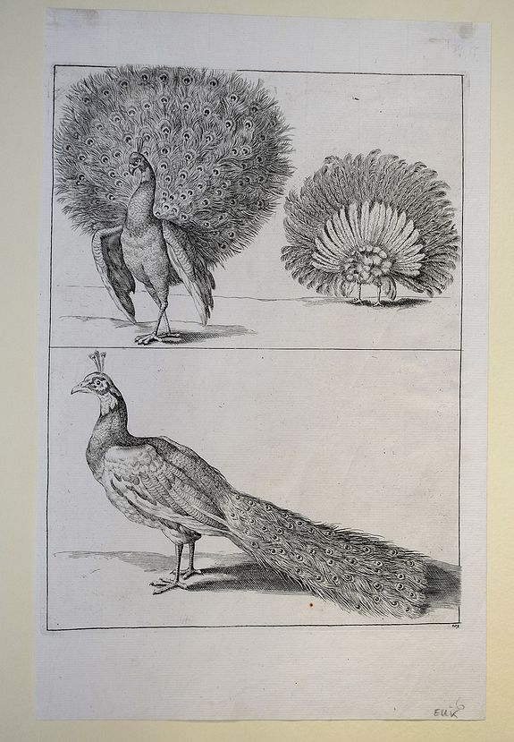 Saverus, R./ van Voerst, R., 'Peacocks'., antique map, old maps