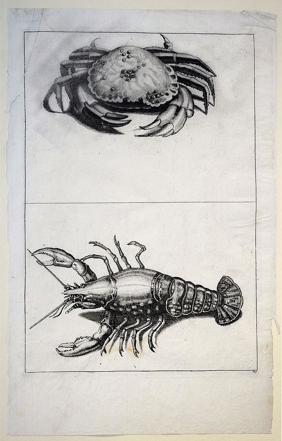 Saverus, R./ van Voerst, R., 'Crab and lobster'., antique map, old maps