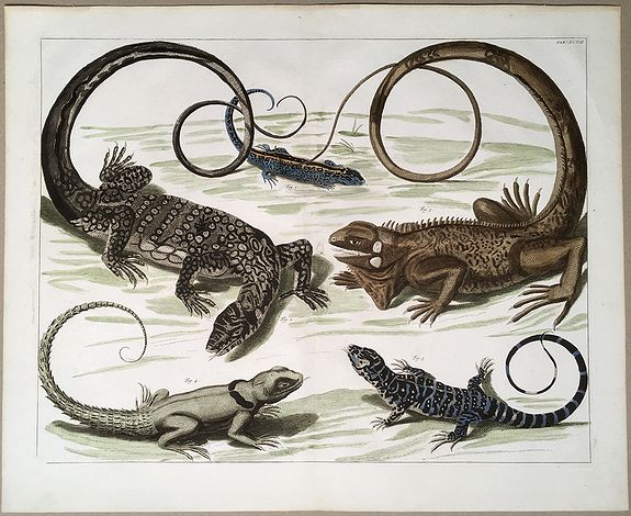 SEBA, Albertus., Reptiles: 5 species of Lizards., antique map, old maps