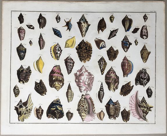 SEBA, Albertus / BAKKER, F. de, 50 helmet sea snail shells (Cassidea)., antique map, old maps