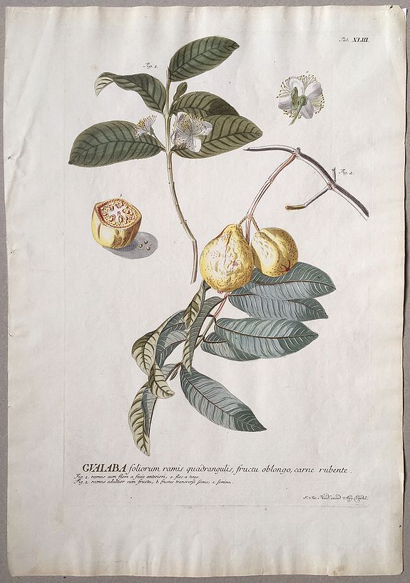HAID, Johann Jacob / EHRET, C.D. / TREW, C., Guaiaba., antique map, old maps