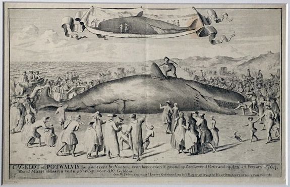 NOORDE, Cornelis van., Cagelot of Potwalvis , lang omtrent 60 voeten, even benoorden Egmond op Zee Levend Gestrand op den 15 february (!) 1764. . ., antique map, old maps