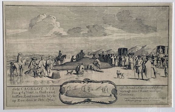 NOORDE, Cornelis van., Cagelot Vis lang 64 Voet, is Gestrand tussen Zantvoord en Wyk, 1762., antique map, old maps