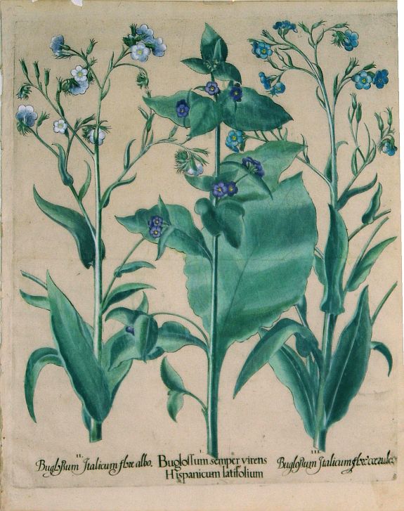 BESLER, B., Besler Buglossum semper virens, antique map, old maps