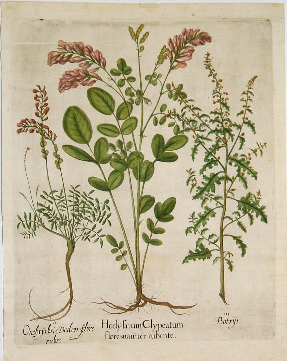 BESLER, B., Besler Copper Plate Botanical Engraving 1640, antique map, old maps