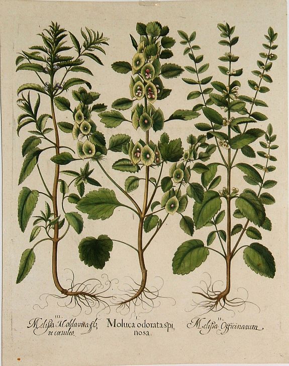 BESLER, B., Besler Copper Plate Botanical Engraving, antique map, old maps