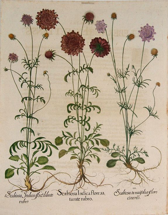 BESLER, B., Besler Copper Plate Botanical Engraving, antique map, old maps