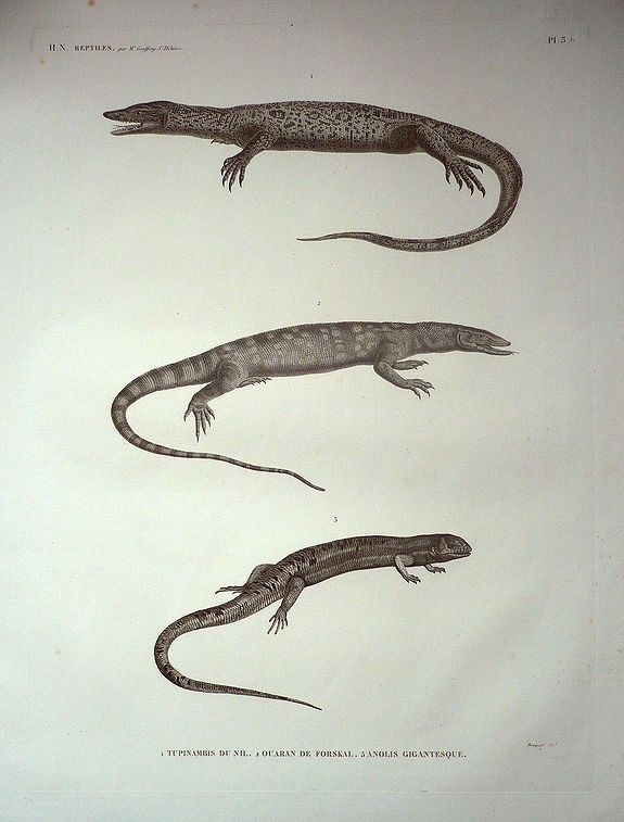 Geoffroy st. Hilaire (author), Plate of Three Lizards, from the reptiles volume of Napoleon's Description de l\'egypte., antique map, old maps