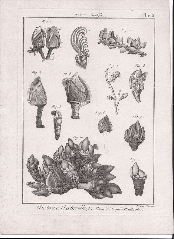 Bernard Direxit, Histoire Naturelle.Vers Testaces a Coquille Multivalve..., antique map, old maps