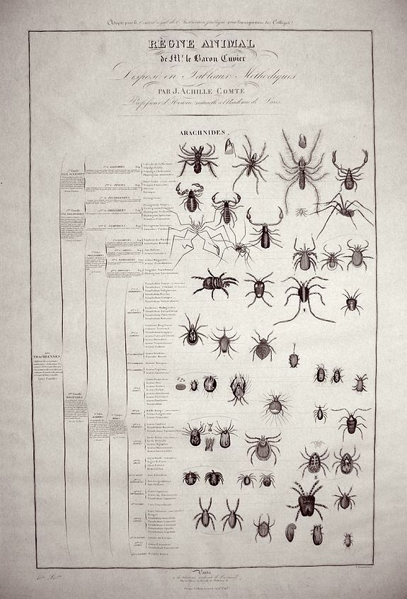Jean Léopold Nicolas Frédéric Cuvier, (Two Lithographs) Regne Animal de Mr. le Baron Cuvier. Dispose en Tableaux Arachnides Par J. ACHILLE COMTE., antique map, old maps