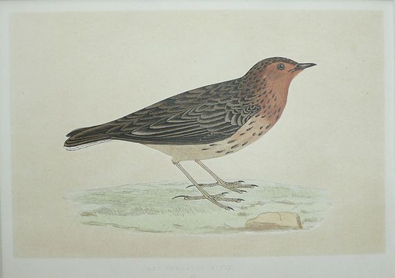 MORRIS, Rev. F.O., Snow Bunting, Rock Pipet, and Red Throated Pipet. (3 engravings), antique map, old maps