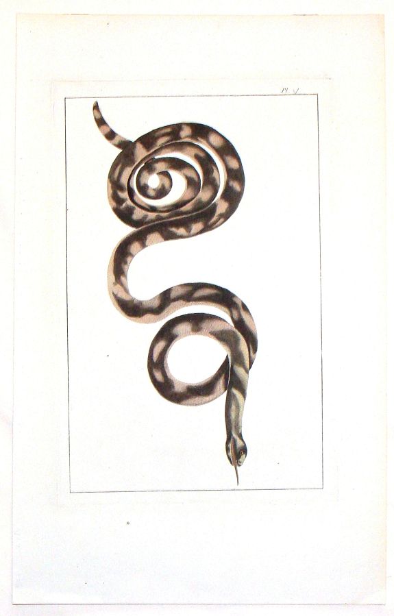 BUCHOZ, P., Spotted Brown Snake (No Title)., antique map, old maps