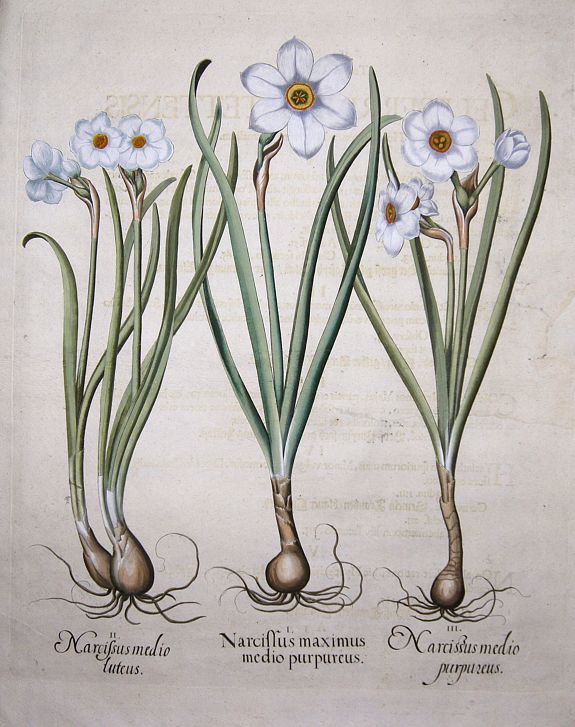 BESLER, Basilius, Narcissi: 1.Narcissus maximus medio purpureus; 2.Narcissus medio luteus; 3.Narcissus medio purpureus, antique map, old maps