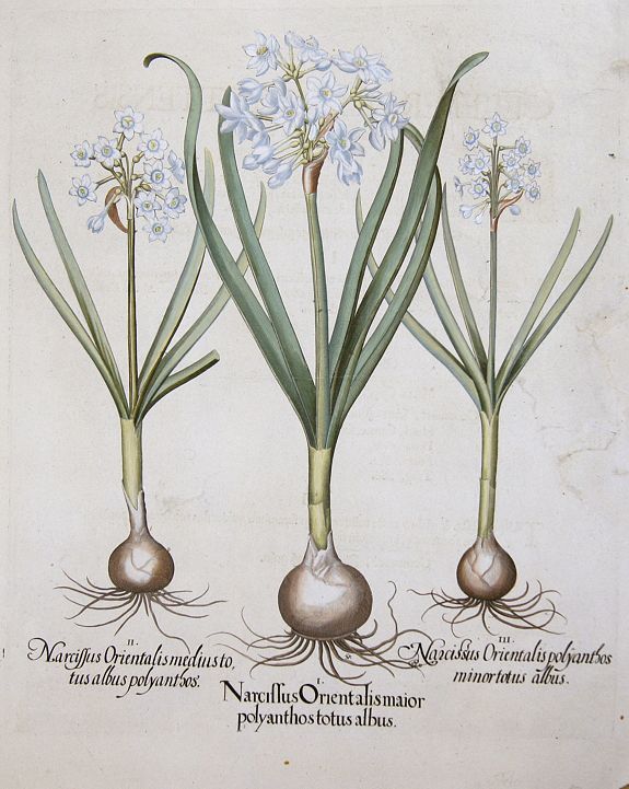 BESLER, Basilius, Narcissus Orientalis maior polyanthos totus albus / Narcissus orientalis mediustotus albus polyanthos / Narcissus Orientalis polyanthos minortotus albus, antique map, old maps