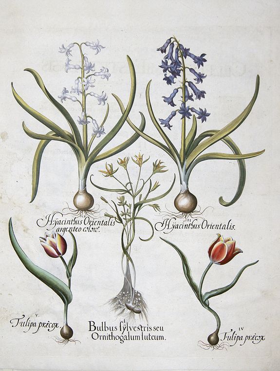 BESLER, Basilius, Bulbus sylvestrisseu Orithogallum luteum / Hyacinthus Orientalis/Hyacinthus Orientalis argenteo colore / Tulipa praecox/Tulipa praecox, antique map, old maps