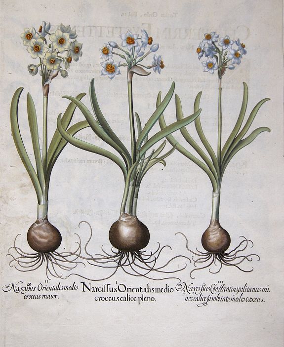 BESLER, Basilius, Narcissus Orientalis medio croceus calice pleno / Narcissus Orientalis medio croceus maior / Narcissus Constantinopolitanus minor calice simbriato medio…, antique map, old maps